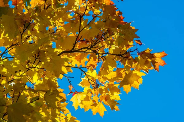 Podzimní Krajina Podzimní Listy Modrou Oblohou Pozadí Žluté Červené Zelené — Stock fotografie