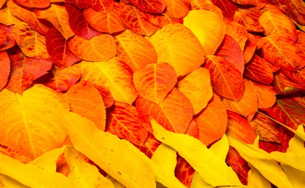 Textur Hintergrund Muster Herbstblätter Leuchtende Gesättigte Farben Bäume Sind Herbst — Stockfoto