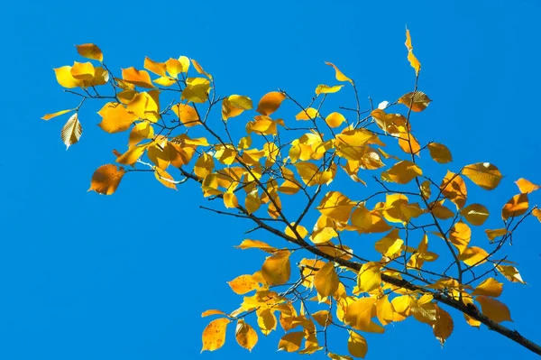 Осенний Пейзаж Осенние Листья Голубом Фоне Неба Желтый Красный Зеленый — стоковое фото