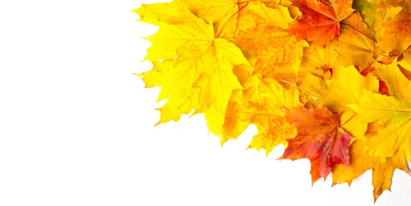 Jesienny Obraz Jesienne Liście Klonu Różne Kolory Żółty Czerwony Bordowy — Zdjęcie stockowe