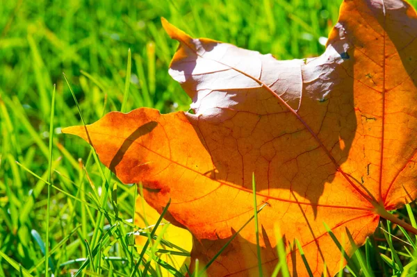 Осенняя Фотография Красные Желтые Листья Газоне Прекрасное Место Мое Любимое — стоковое фото