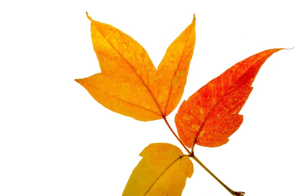 白を基調とした赤と黄色のカエデの葉 葉が緑から黄色 明るいオレンジ色または赤に変わると 木は長い冬の休息を開始することを学びます — ストック写真