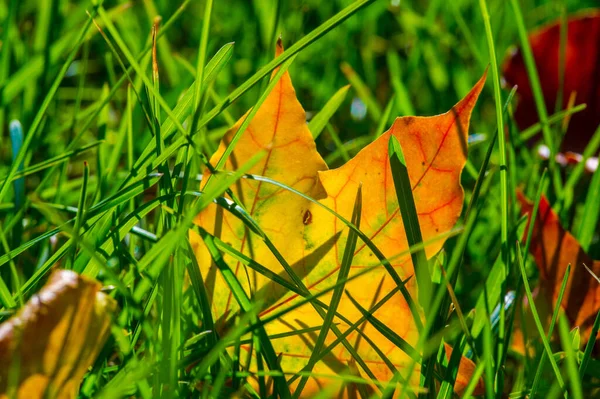 Autumn Photography Red Yellow Leaves Lawn Beauty Filled Place Favorite — Stock Photo, Image