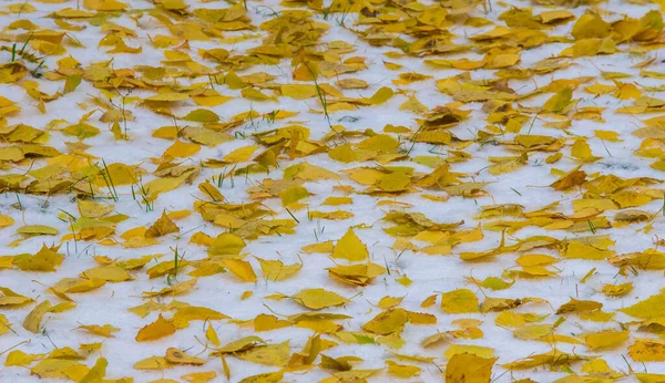 Tenemos Nuestra Primera Nieve Temporada Durante Noche Desempolvando Otoño Con —  Fotos de Stock