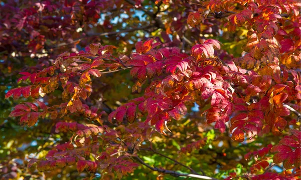 Herbstliche Landschaftsfotografie Eberesche Voller Schönheit Beleuchtet Von Den Farben Des — Stockfoto