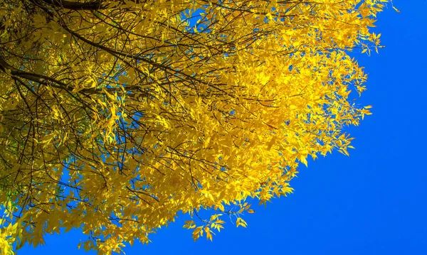 Autumn Landscape Photography Maple Tree Shrub Lobed Leaves Winged Fruits — Stock Photo, Image