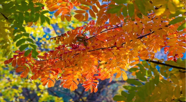 Outono Fotografia Paisagem Cinza Montanha Plena Beleza Iluminado Pelas Cores — Fotografia de Stock