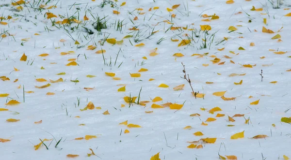 最初の雪 秋は雪の上に残します 雪雪雪雪雪雪雪雪雪雪 — ストック写真