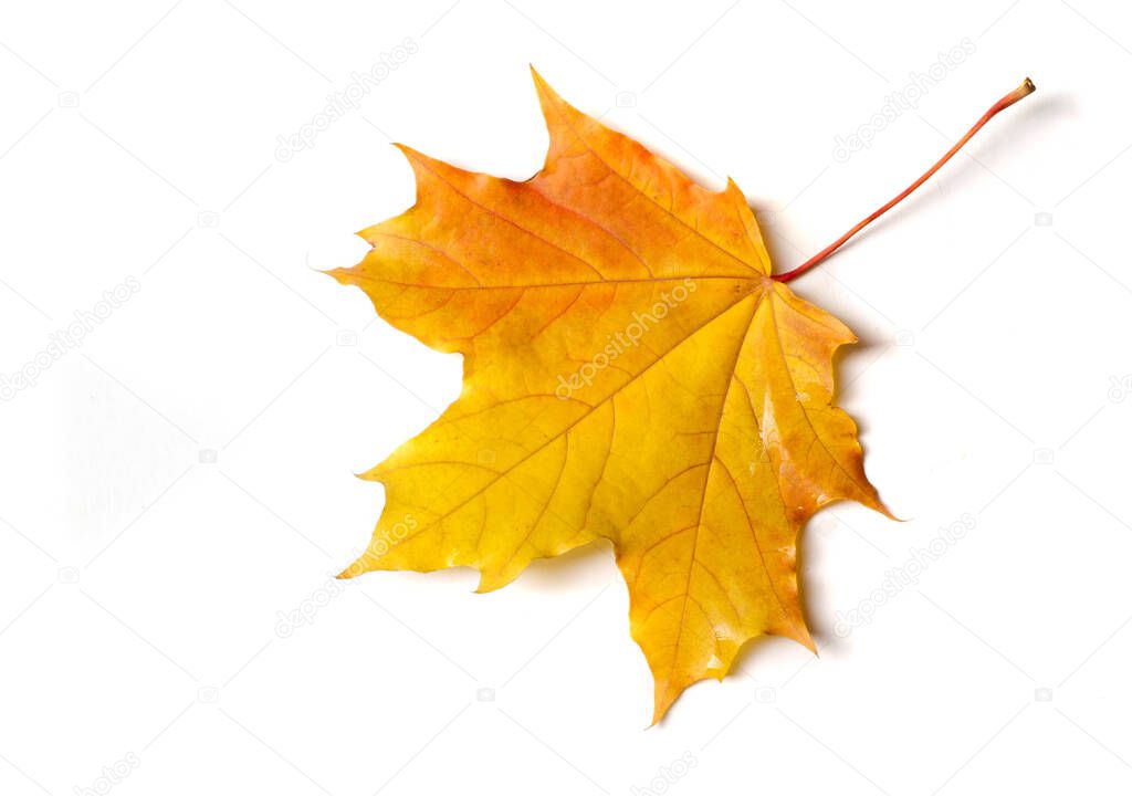 Autumn painting, Autumn maple leaves, Solitary leaf on white background, different colors. Yellow, red, burgundy, green, orange, Tree with wide, in most species, figured leaves.