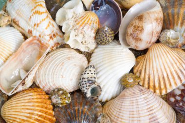 Deniz kabuğu ya da deniz kabuğu ya da kısaca deniz kabuğu, denizde yaşayan bir hayvan tarafından oluşturulan sert ve koruyucu bir dış katmandır. Plajlarda sık sık bulunur.