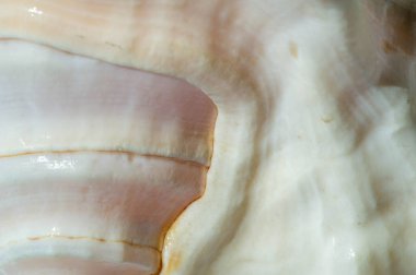 Deniz kabuğu ya da deniz kabuğu ya da kısaca deniz kabuğu, denizde yaşayan bir hayvan tarafından oluşturulan sert ve koruyucu bir dış katmandır. Plajlarda sık sık bulunur.