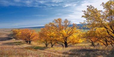 Sonbahar manzarası, yaprak döken ağaçlar çok renkli sarı kırmızı yapraklar, meşeler çok renkli sonbahar yapraklarını döküyor, gözün hüzünlü zamanları - işte cazibesi bu.