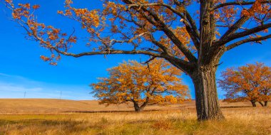 Sonbahar manzarası, yaprak döken ağaçlar çok renkli sarı kırmızı yapraklar, meşeler çok renkli sonbahar yapraklarını döküyor, gözün hüzünlü zamanları - işte cazibesi bu.