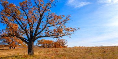 Sonbahar manzarası, yaprak döken ağaçlar çok renkli sarı kırmızı yapraklar, meşeler çok renkli sonbahar yapraklarını döküyor, gözün hüzünlü zamanları - işte cazibesi bu.