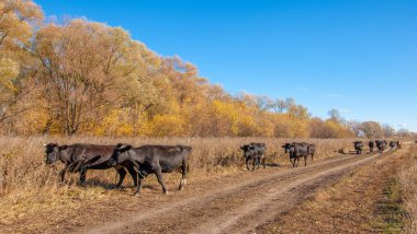 Sonbahar fotoğrafçılığı, nehrin taşkın ovası, ama şimdiye kadar sadece sonbahar altın, ne yağmur ne de rüzgar var, ve altın yaprak yeryüzüne uçuyor, ruhun özlemle doluyor..
