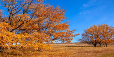Sonbahar manzarası, yaprak döken ağaçlar çok renkli sarı kırmızı yapraklar, meşeler çok renkli sonbahar yapraklarını döküyor, gözün hüzünlü zamanları - işte cazibesi bu.