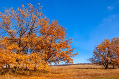 Sonbahar manzarası, yaprak döken ağaçlar çok renkli sarı kırmızı yapraklar, meşeler çok renkli sonbahar yapraklarını döküyor, gözün hüzünlü zamanları - işte cazibesi bu.