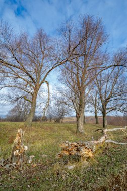 Sonbahar kış manzarası, Kasım. Ay sonuna kadar. Üzücü, kasvetli bir mevsim, doğa karı bekliyor.,