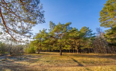 Kış fotoğrafçılığı, Aralık, şehir banliyöleri, karı bekleyen çam ormanı.