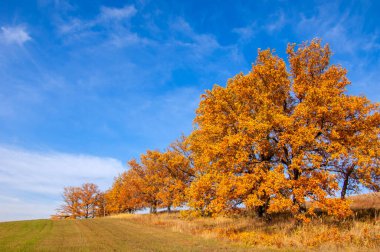 Sonbahar manzarası, yaprak döken ağaçlar çok renkli sarı kırmızı yapraklar, meşeler çok renkli sonbahar yapraklarını döküyor, gözün hüzünlü zamanları - işte cazibesi bu.