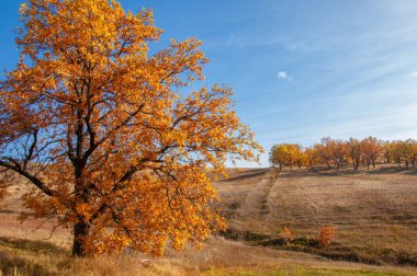 Sonbahar manzarası, yaprak döken ağaçlar çok renkli sarı kırmızı yapraklar, meşeler çok renkli sonbahar yapraklarını döküyor, gözün hüzünlü zamanları - işte cazibesi bu.