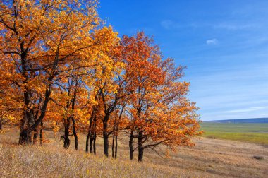 Sonbahar manzarası, yaprak döken ağaçlar çok renkli sarı kırmızı yapraklar, meşeler çok renkli sonbahar yapraklarını döküyor, gözün hüzünlü zamanları - işte cazibesi bu.