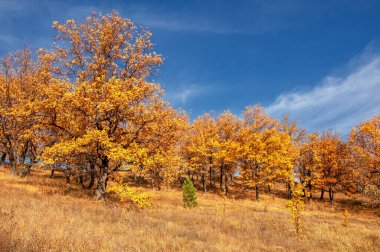 Sonbahar manzarası, yaprak döken ağaçlar çok renkli sarı kırmızı yapraklar, meşeler çok renkli sonbahar yapraklarını döküyor, gözün hüzünlü zamanları - işte cazibesi bu.
