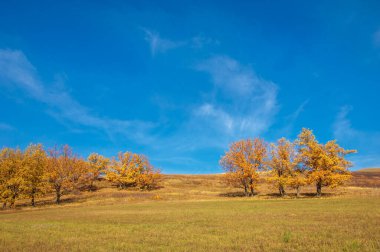 Sonbahar manzarası, yaprak döken ağaçlar çok renkli sarı kırmızı yapraklar, meşeler çok renkli sonbahar yapraklarını döküyor, gözün hüzünlü zamanları - işte cazibesi bu.