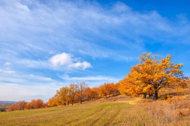 Sonbahar manzarası, yaprak döken ağaçlar çok renkli sarı kırmızı yapraklar, meşeler çok renkli sonbahar yapraklarını döküyor, gözün hüzünlü zamanları - işte cazibesi bu.