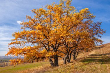 Sonbahar manzarası, yaprak döken ağaçlar çok renkli sarı kırmızı yapraklar, meşeler çok renkli sonbahar yapraklarını döküyor, gözün hüzünlü zamanları - işte cazibesi bu.