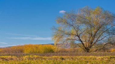 Sonbahar fotoğrafçılığı, nehrin taşkın ovası, ama şimdiye kadar sadece sonbahar altın, ne yağmur ne de rüzgar var, ve altın yaprak yeryüzüne uçuyor, ruhun özlemle doluyor..