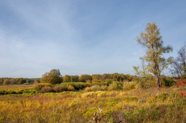 Sonbahar manzara fotoğrafçılığı, sonbahar gözeneklerinin ağaçlarındaki renkli yapraklar, doğanın yarattığı sihir, hayat ağacı, güzel yerler, büyülü ormanlar.