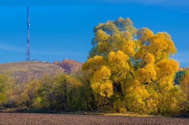 Sonbahar manzara fotoğrafçılığı, en iyi fotoğrafçı, sonbahar durumundaki karışık ormanlar, renkli yapraklar, bordo, kırmızı, yeşil, desenli halı.