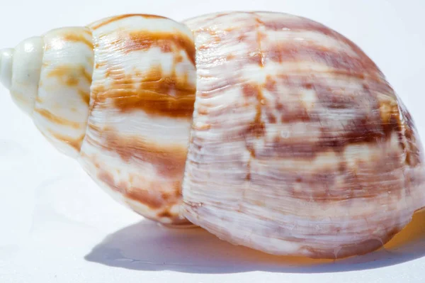 贝壳或海贝壳 Seashell或Sea Shell 也称贝壳 是生活在海里的动物所创造的坚硬的保护性外层 常见于海滩上 — 图库照片