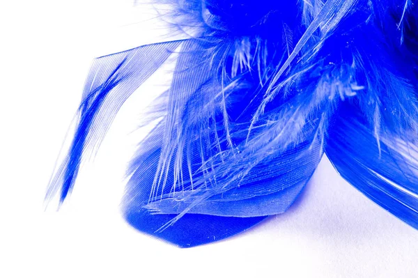 Textura Fondo Dibujo Pájaro Pluma Pintado Azul Una Maravillosa Adición —  Fotos de Stock