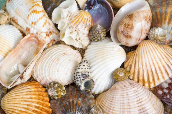贝壳或海贝壳 Seashell或Sea Shell 也称贝壳 是生活在海里的动物所创造的坚硬的保护性外层 常见于海滩上 — 图库照片