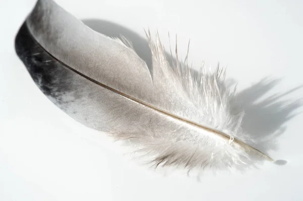 Bird Feather Pen Feather Nib Plume Blade Style — Stock Photo, Image