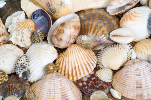 Seashell Sea Shell Also Known Simply Shell Hard Protective Outer — Stock Photo, Image