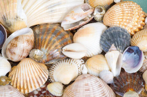 A seashell or sea shell,, also known simply as a shell, is a hard protective outer layer created by an animal living in the sea The shell is part of the animal's body. often found on beaches beaches
