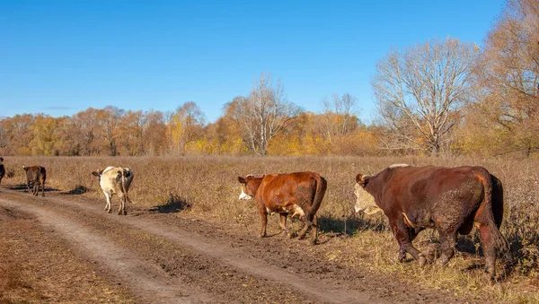 Осінні Фотографії Заплава Річки Але Поки Тільки Осінь Золота Немає — стокове фото