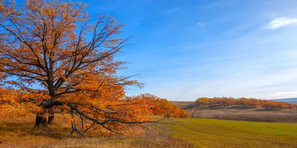 Осінній Пейзаж Листяні Дерева Покриті Різнокольоровими Жовтими Червоними Листям Дуби — стокове фото