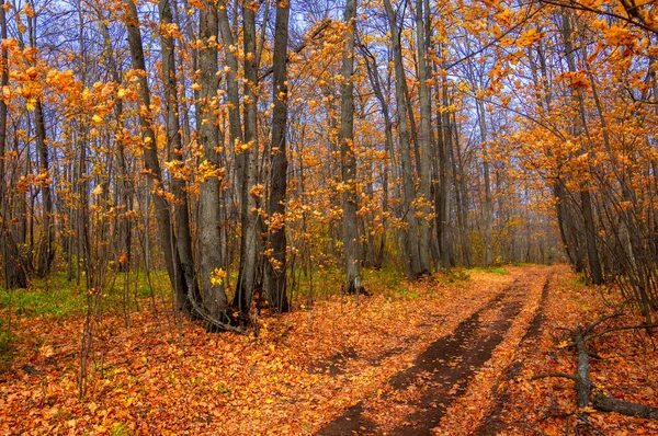 Outono Fotografia Paisagem Melhor Fotógrafo Florestas Mistas Condição Outono Folhas — Fotografia de Stock