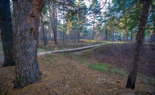 Winter Photography December City Suburbs Pine Forest Waiting Snow — Stock Photo, Image