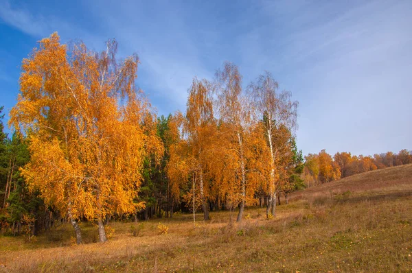 Fotografia Paesaggio Autunnale Miglior Fotografo Foreste Miste Condizioni Autunnali Foglie — Foto Stock