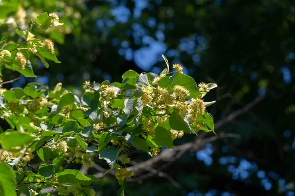 Linden Flowers Deliciously Fragrant Linden Trees Perfume Air Early Summer — Stock Photo, Image