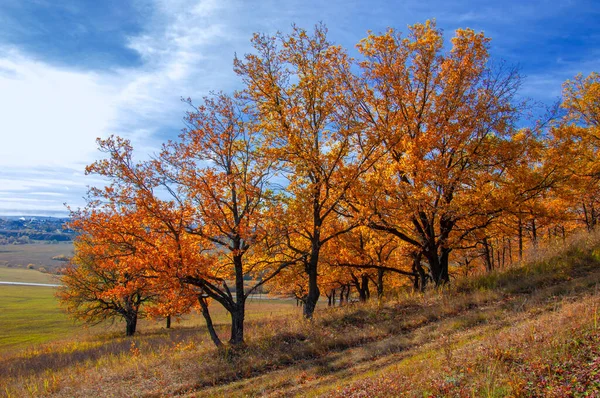 Осінній Пейзаж Листяні Дерева Покриті Різнокольоровими Жовтими Червоними Листям Дуби — стокове фото