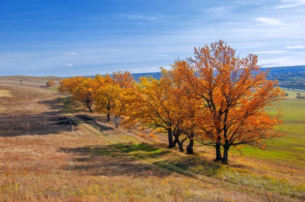 Autumn Landscape Deciduous Trees Covered Multi Colored Yellow Red Leaves — Stock Photo, Image