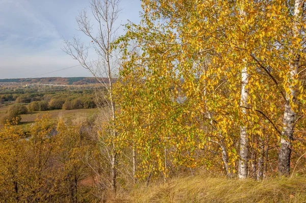 Herfst Landschap Fotografie Kleurrijke Bladeren Aan Bomen Van Herfst Porie — Stockfoto