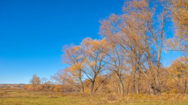 Sonbahar fotoğrafçılığı, nehrin taşkın ovası, ama şimdiye kadar sadece sonbahar altın, ne yağmur ne de rüzgar var, ve altın yaprak yeryüzüne uçuyor, ruhun özlemle doluyor..