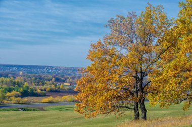 Sonbahar manzara fotoğrafçılığı, en iyi fotoğrafçı, sonbahar durumundaki karışık ormanlar, renkli yapraklar, bordo, kırmızı, yeşil, desenli halı.